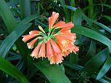 Clivia nobilis 